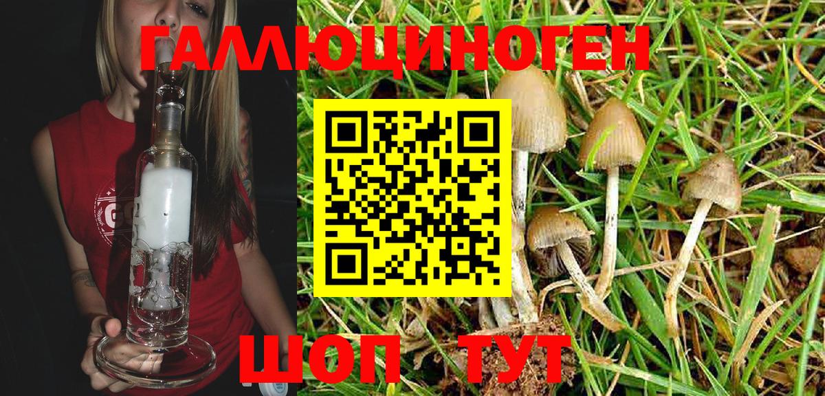 Псилоцибиновые грибы Psilocybine cubensis Новочебоксарск